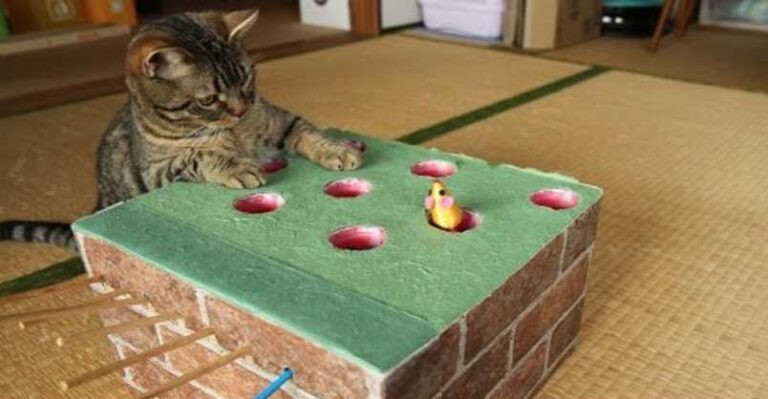 Cats Play With Homemade Whack-a-Mole and They Love it!