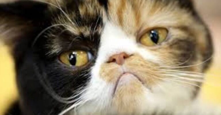 20 Cats Who Regret Everything