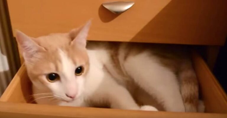 Why We Love Cats – A Great Compilation