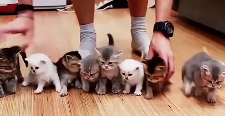 Adorable Kittens Won’t Sit Still For This Picture – We Love Cats and