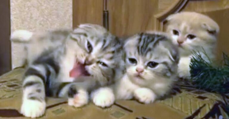Yawning is Contagious !!
