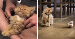 Why Do Cats Hide When They Are Sick?