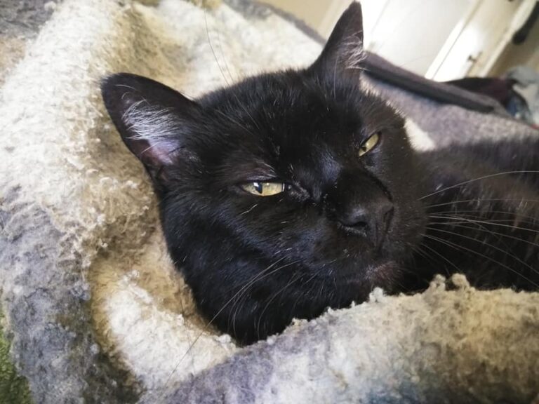 This is my big handsome guy nighty.  He is 13 but still acts like a kitten.  He