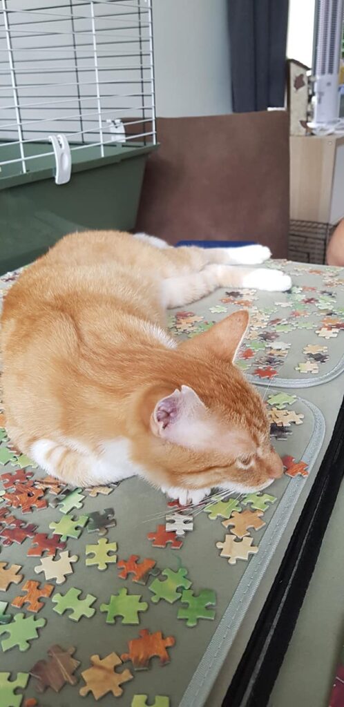 Hi guys, i need some help. We got 5 cats, 3 kittens and 2 adult cats both male.
