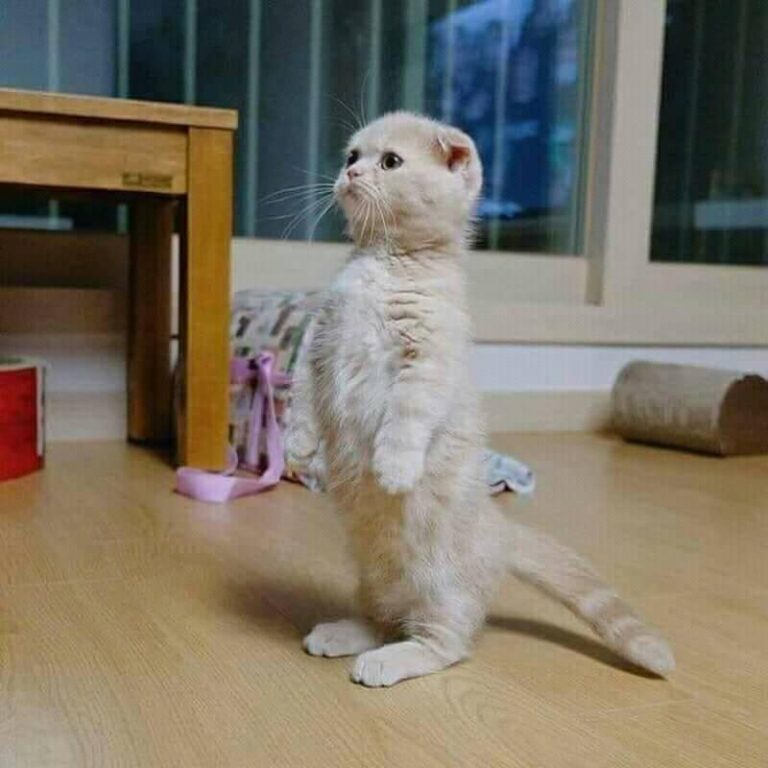 Asian kids when dad enters home: