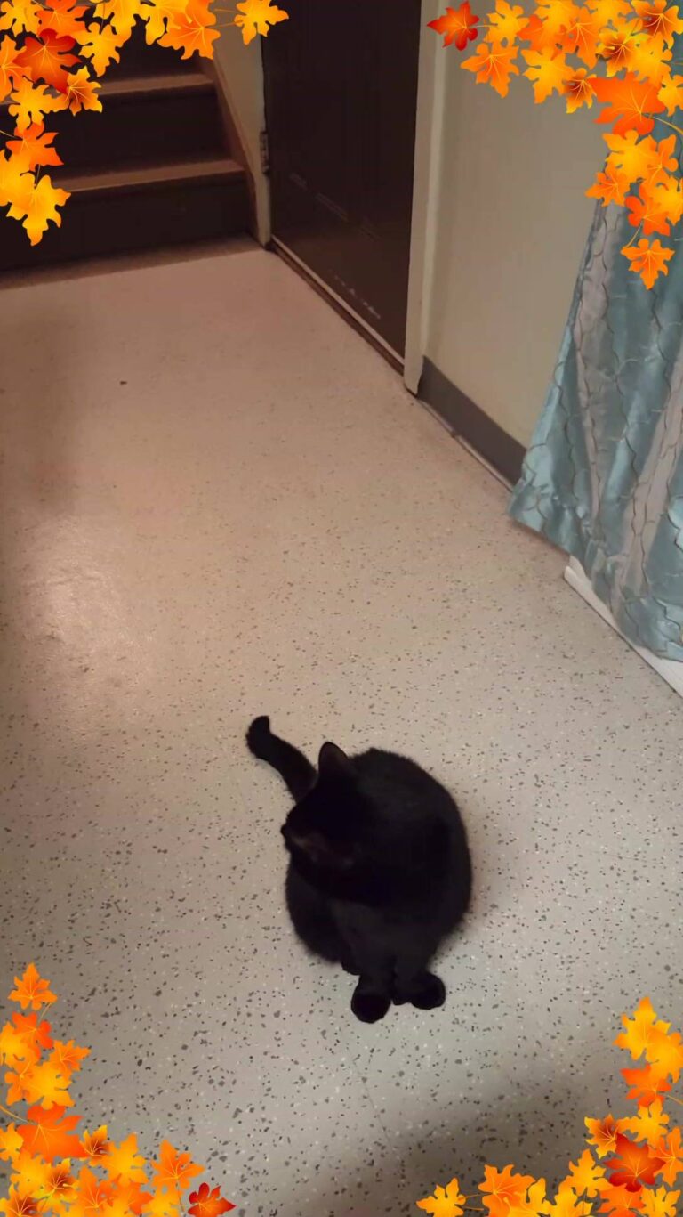 Arya doing her head roll and body twist move. She is polydactyl.