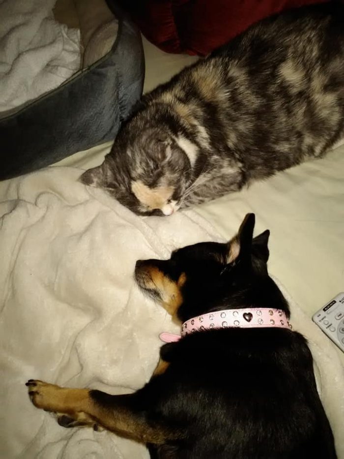 Bitsy is our 12 year old calico tortie. She loves getting kisses from her vet an