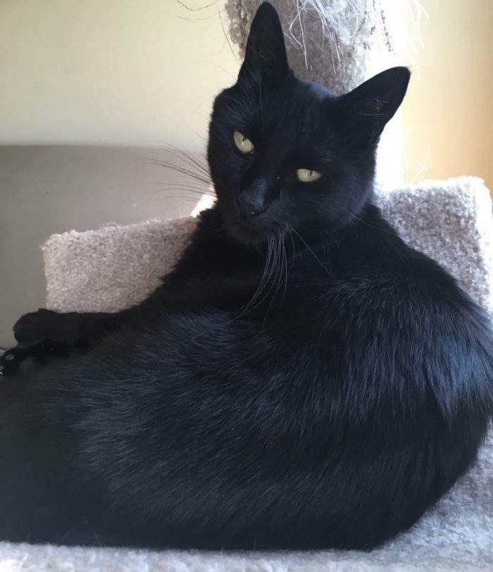 Gavin says Happy October! Who else has black cats?!