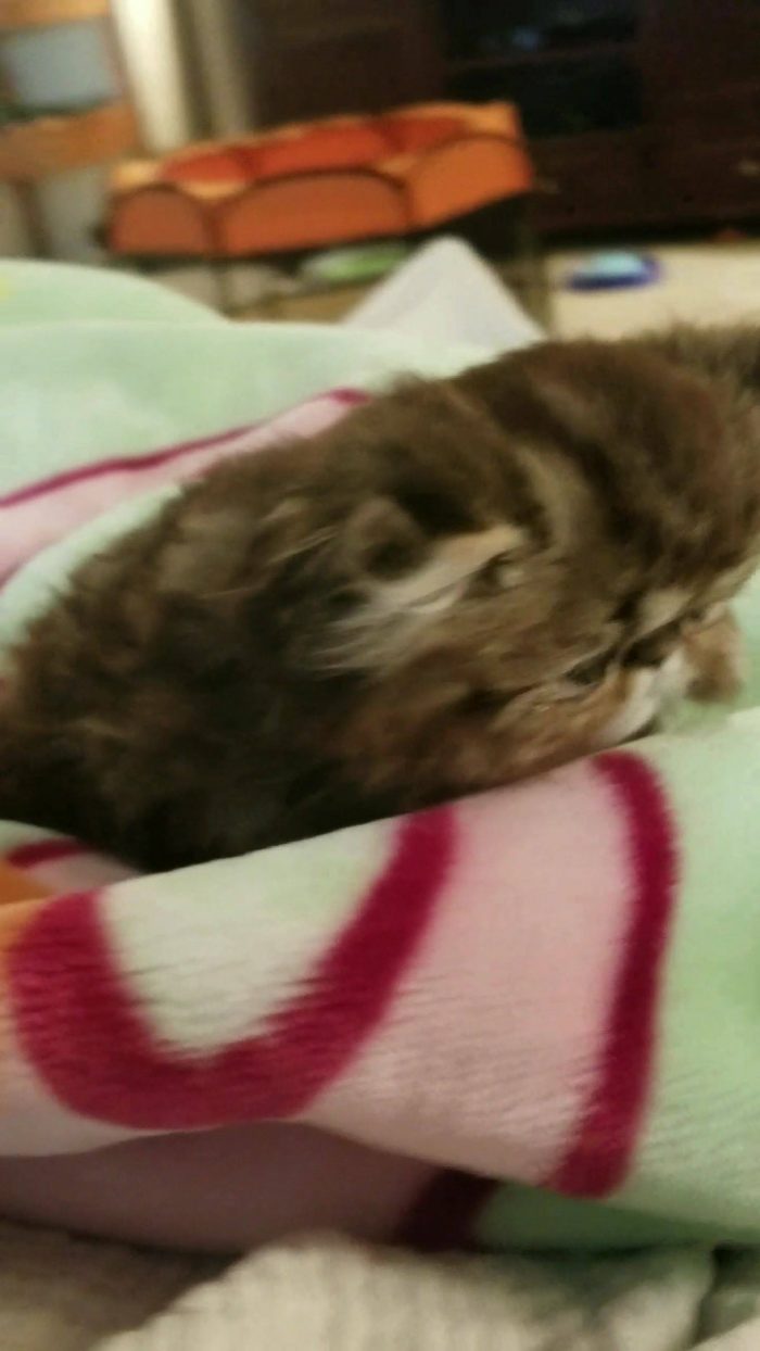 Well its official, I now have 6 cats. My wife Candace Sherron got this little gi