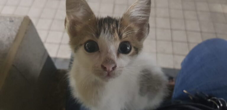 Look at me hooman