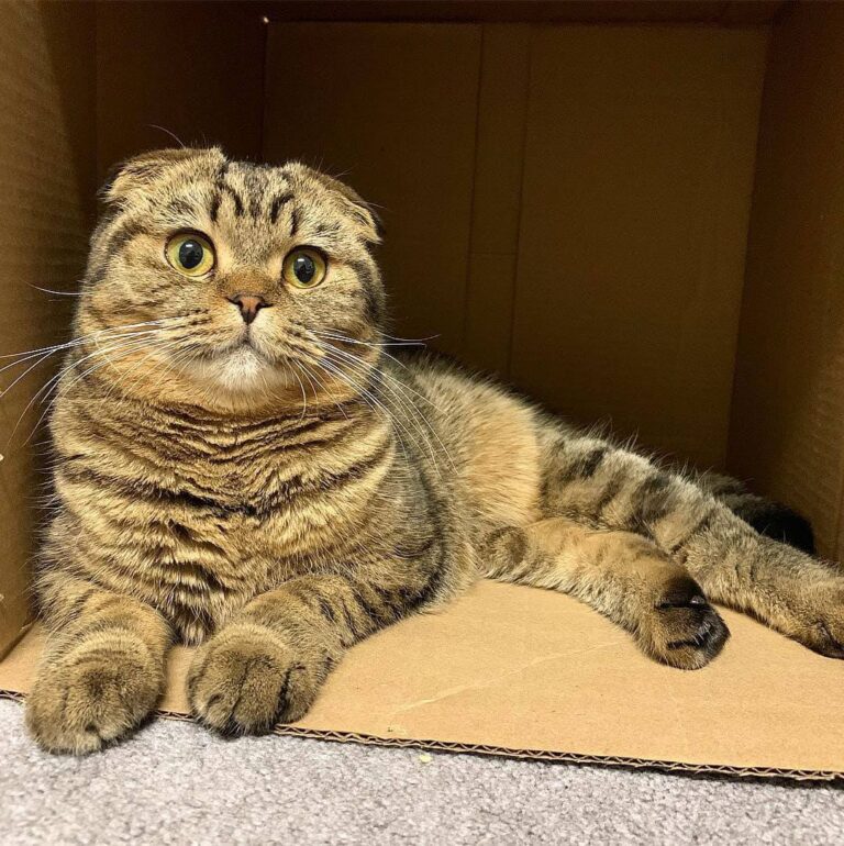 Yes, I have 3 cat trees and bunch of beds around the house but boxes are my favo