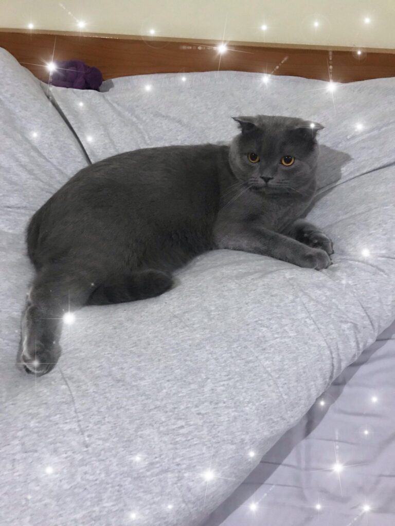 Hello to all Cats from Hugo !