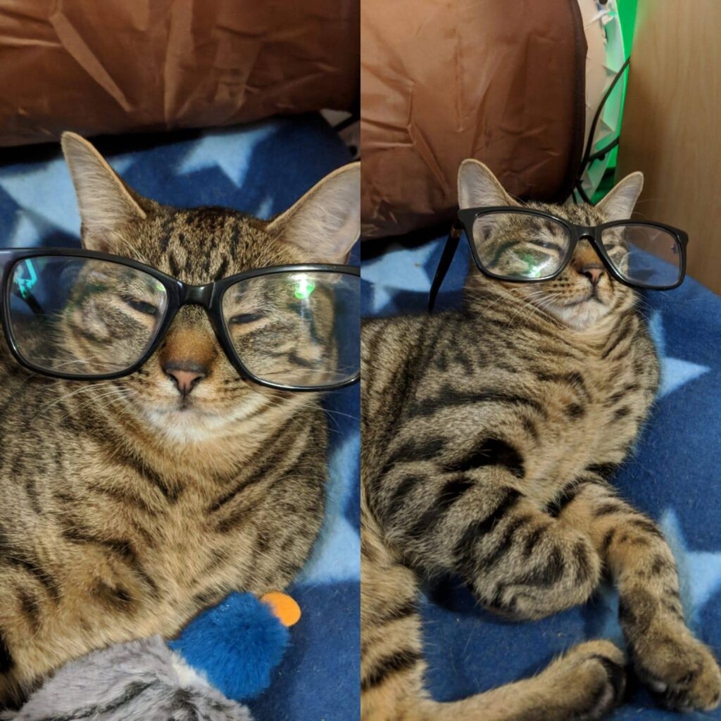 Professor George Mcmeow is busy resting after he has finished his paper on the b