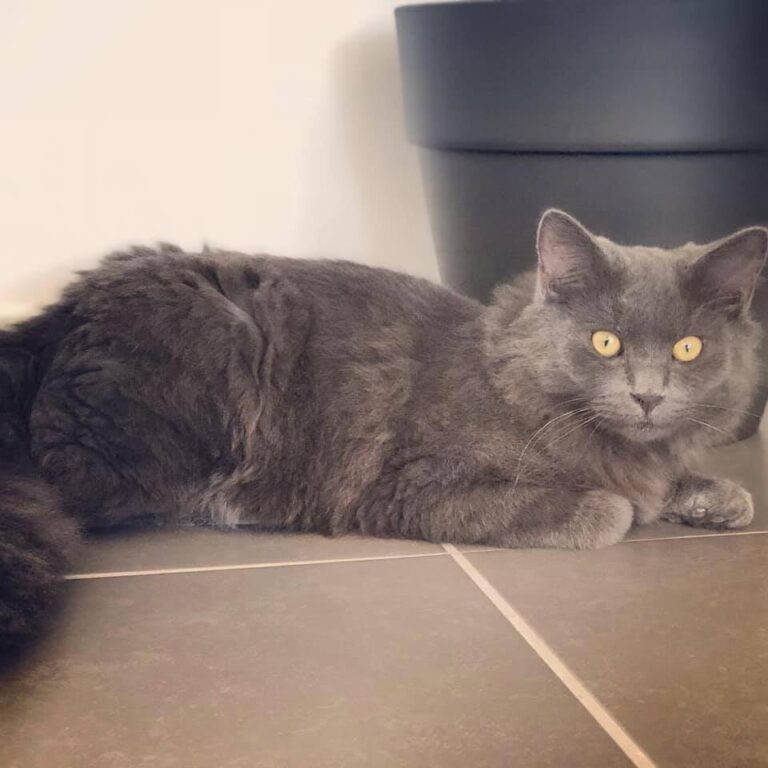 Hi Everyone,  I have recently adopted a cat from the RSPCA and I was wondering w