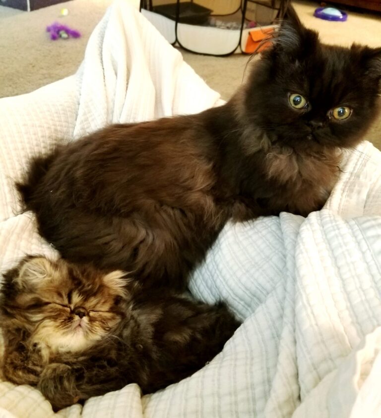 He looked so offended when he jumped on my lap and saw the new kitten.