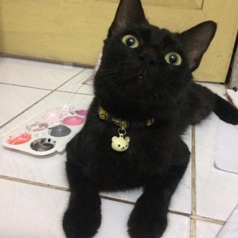 Show me your black babies!! (My name is Carbon)