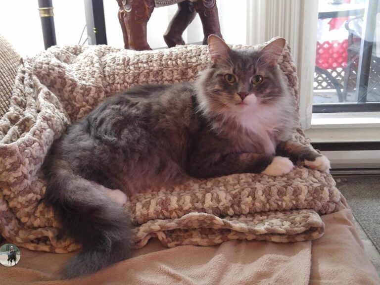 Here is my special boy, "Memphis" the "Star".