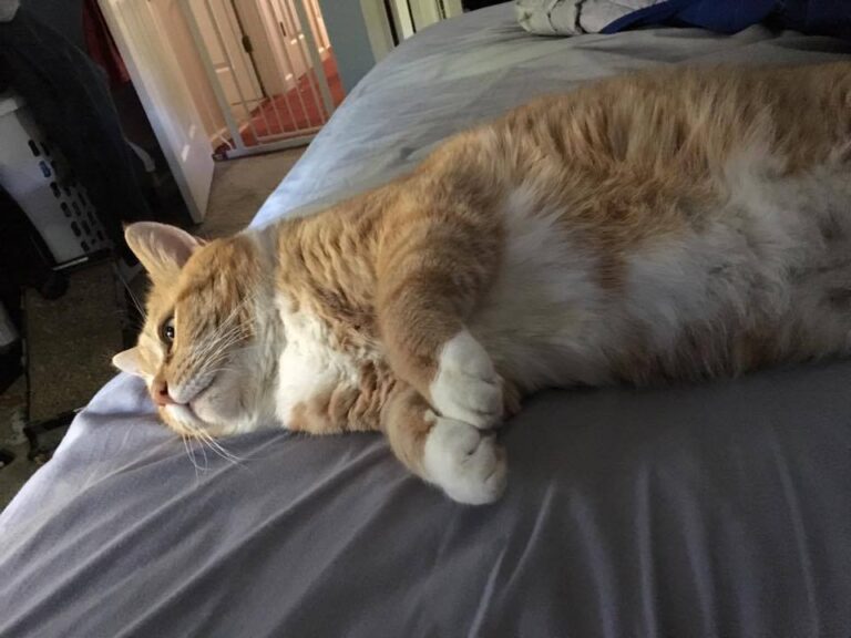 We survived hurricane Michael, but we have no electric. So it cuddle and nap tim