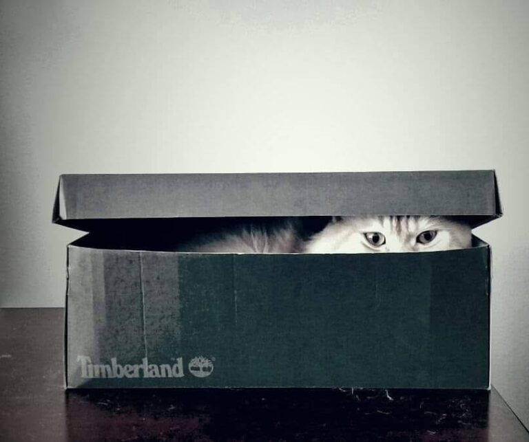 Picaboo!