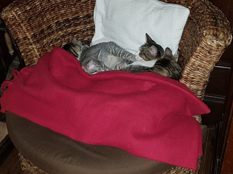 Our 5 babies sleeping !