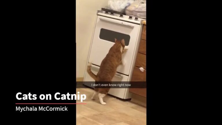 Cats Are Strange