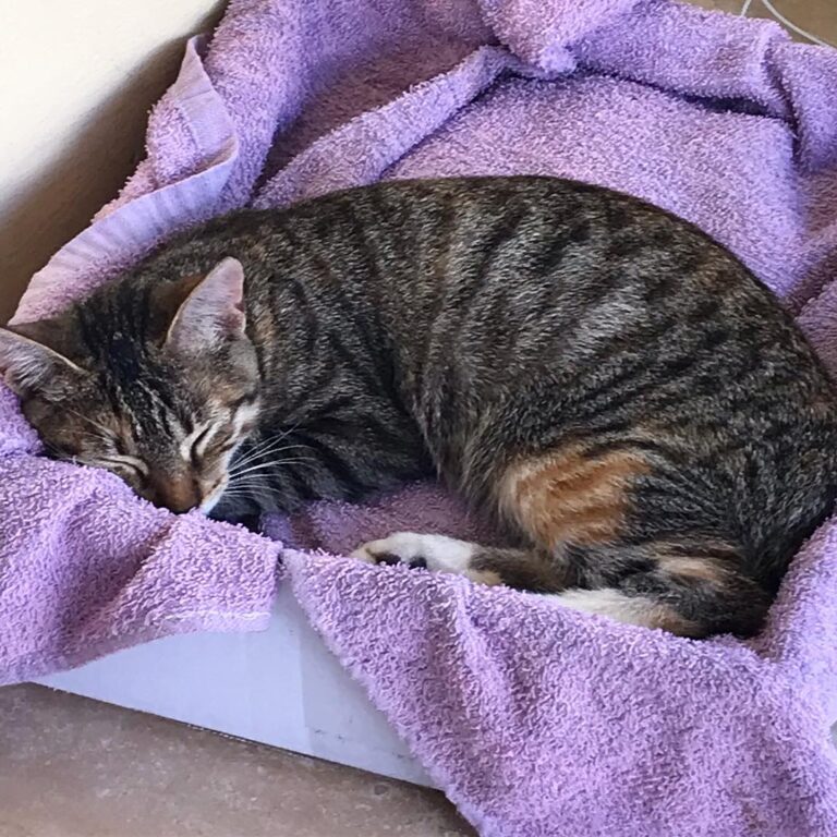 Cat naps are essential