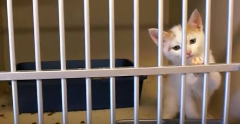 Too Cute!! See a Little Kitten Choose His Human For Adoption