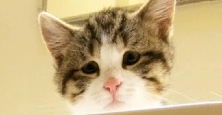 Sad Looking Cat Is So Happy To Be Part Of A Family – We Love Kitties