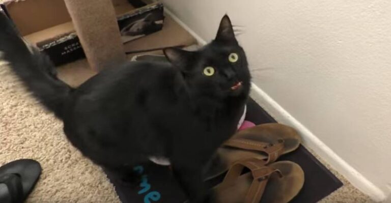 Cats with Sound Effects! – Vol. 2 – We Love Kitties