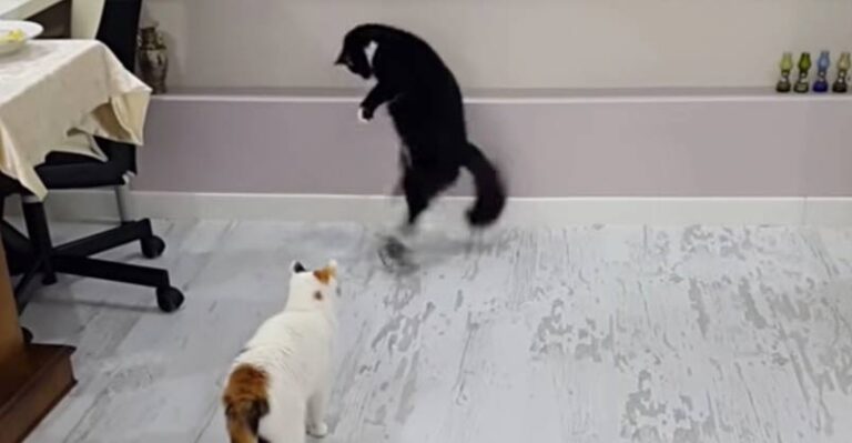 The Funniest Cat Walk Hop – We Love Kitties