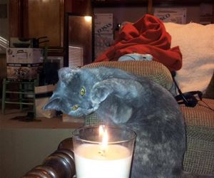 FunnyCatSite