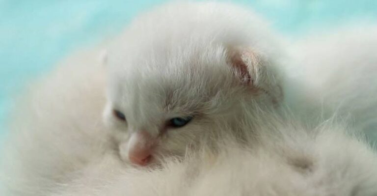Children Discover Abandoned, Newborn Kittens in The Bushes, What They
