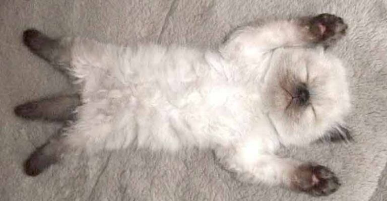 Belly Rub Time! – 7th December 2018 – We Love Kitties