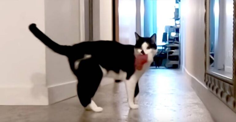 Kodi Misses Me! What Does YOUR Cat Do When They Hear THIS? – We Love