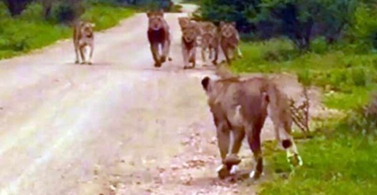 Lioness Reunites With Her Pride After Being Separated For Days