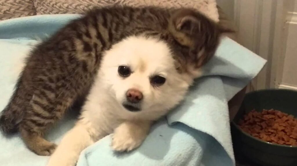 Super Tiny Kitten Loves His Pomeranian – We Love Kitties