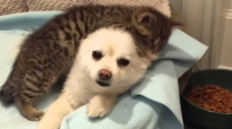 Super Tiny Kitten Loves His Pomeranian – We Love Kitties