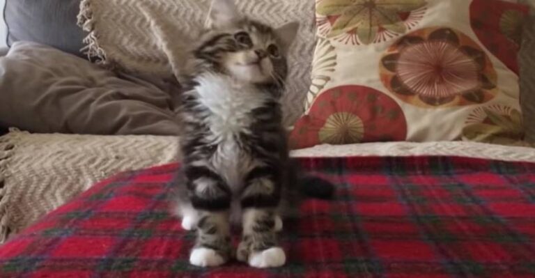 Uptown “Kitty” Funk – What a Mover!