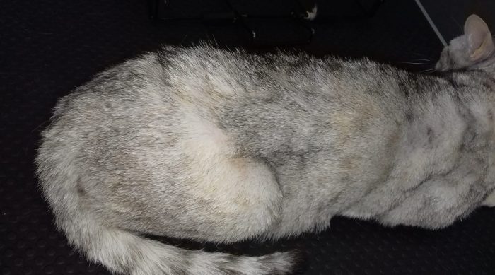 What exactly the color of this cat is?