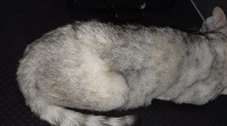 What exactly the color of this cat is?
