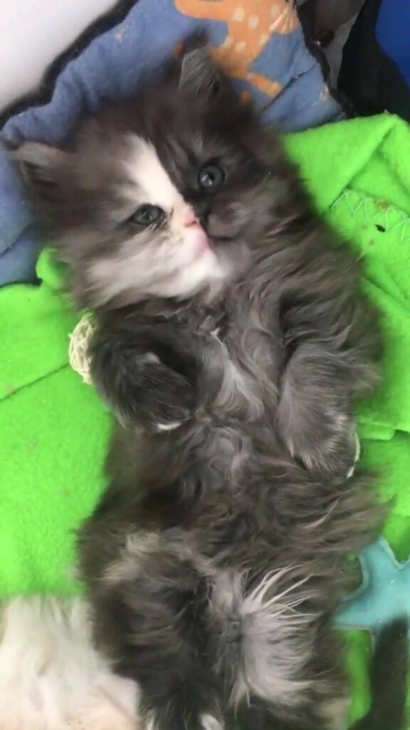 Omg What a beauty cat
