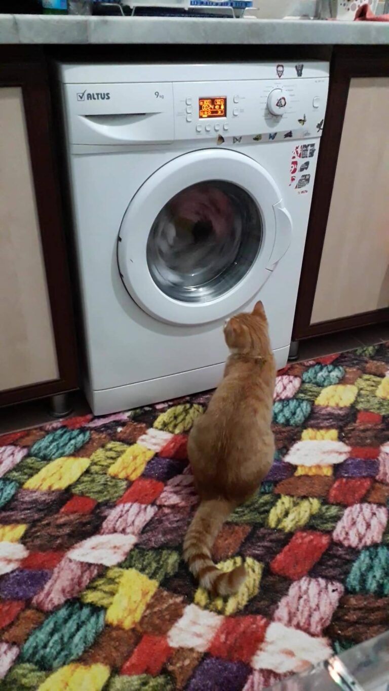 #mayonez  trying to catch people in the washing machine
