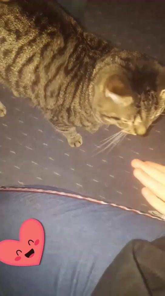 Sheldon loves to headbutt