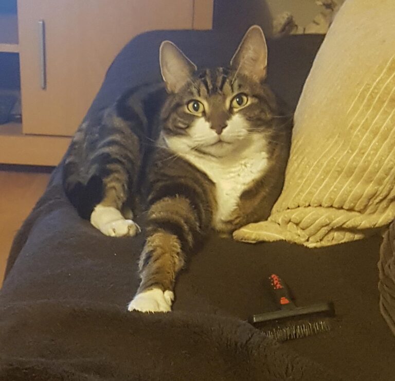Tommy says hi