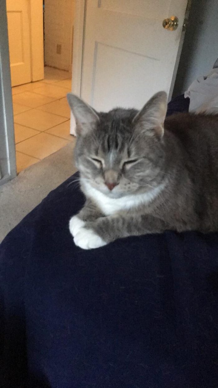 Angel does not like to eat chicken