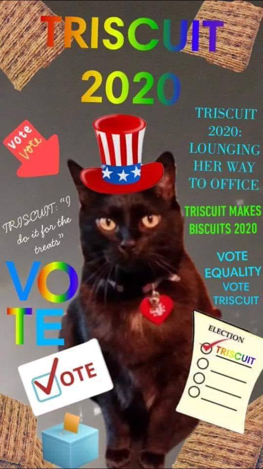 My most amazing friend made this for my cat! TRISCUIT FOR PRESIDENT!