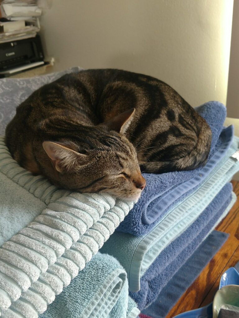 Taking a nap on the clean towels wish I could fit up there with him happy Friday