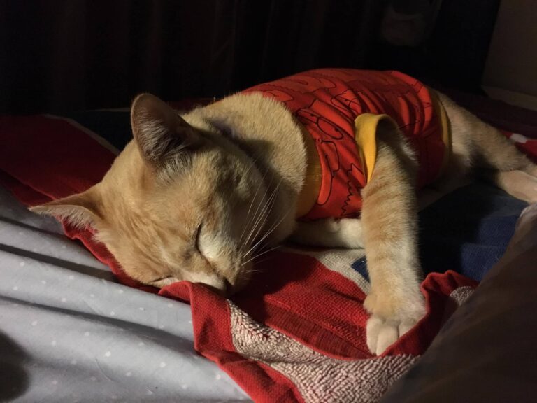 good night