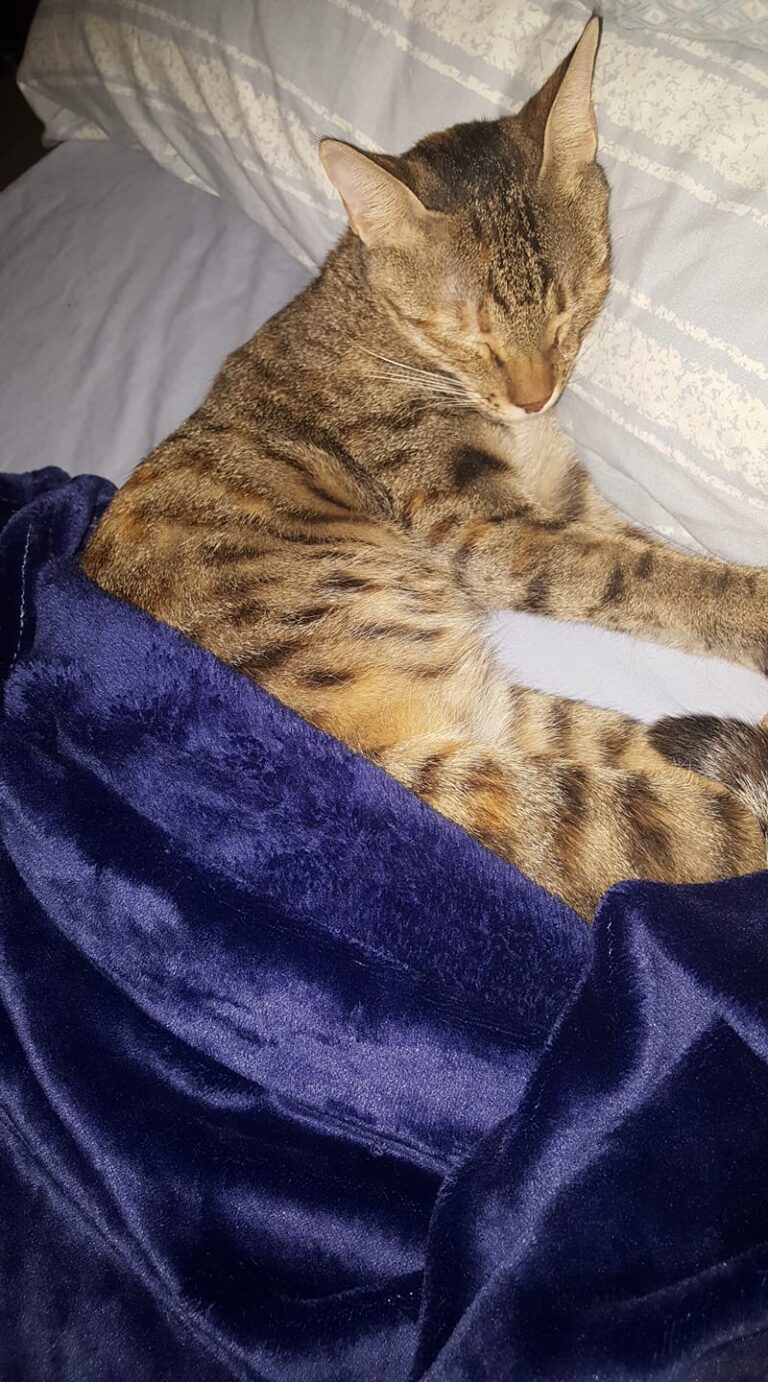Goodnight meoows