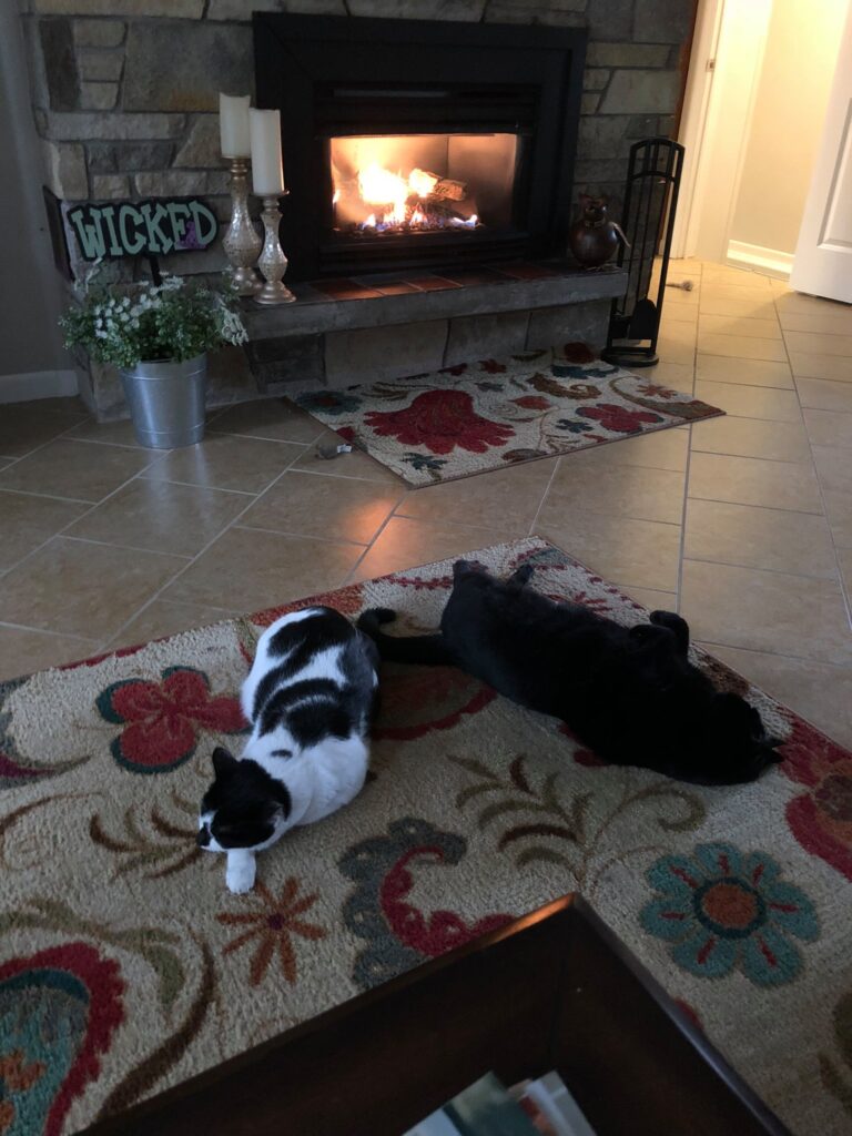 Lazy kitties